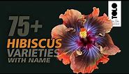 hibiscus varieties with name || types of hibiscus || beautiful hibiscus flowers