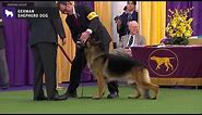 German Shepherd Dog | Breed Judging 2020