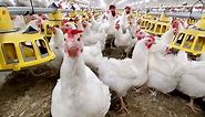 'Explosive' avian flu surge hits global bird populations