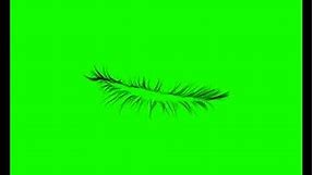 eyelash (green screen)
