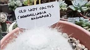 Old Lady Cactus - Mammillaria Hahniana