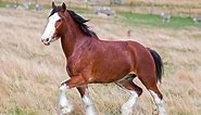 The Clydesdale horse: the pride of Scotland with both substance and style