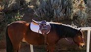 🏇 Ripp and Judy @lovinlifeontheroad trying out an english saddle, doesn't Ripp look cute in english tack? 🤗 Ripp (Rip) we added the p so people didn't mistake his name as RIP (rest in peace)😆 Ripp is available to adopt he is a 7-year-old 13.3 hd bay breed unknown gelding. 🐴 #wshrip #wshripp #wshr #wildsagehorserescue #adoptahorse #horserescue ##horserescues | Wild Sage Horse Rescue