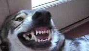 Wolf Hybrid's Teeth