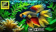 Beautiful Betta Fish True Black 8K Video Ultra HD for 8K TV By TRUE 8K
