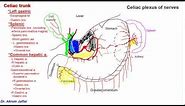 Anatomy of celiac trunk