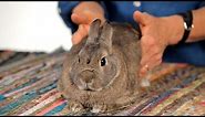 How to Help a Rabbit with Gas Pain | Pet Rabbits