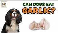 Can Dogs Eat Garlic? │ Dr. Demian Dressler Q&A