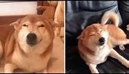 Shiba Inu Has The Biggest Smile