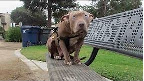 Woman Spots Pit Bull Sitting On Bench. Takes One Step Closer And Gasps At Discovery