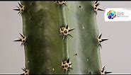 The convergent evolution of cacti and euphorbia