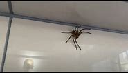 Massive House Spider in Japan #6 ASHIDAKAGUMO（足高蜘蛛） [Kiwi In Japan 159]