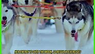 ALASKAN HUSKY SLED DOG | Iditarod | Dogsled | Mushing | Sled Dog Racing | Sled Dog Team #shorts