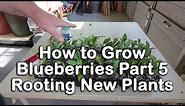 How to grow Blueberry Bushes Part 5 - How to Root Blueberry Plants (Blueberry Propagation)