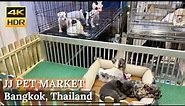 [BANGKOK] Chatuchak Weekend Market Pet Zone "Biggest Pet Market In Bangkok" | Thailand [4K HDR]