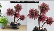 Believe! This Red Moss Tree Making With Real Plants | Plants Growing in Tree Style//MR GREEN PLANTS