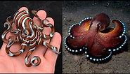 10 Most Beautiful Octopus Species In The World
