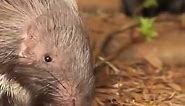 Baby porcupine born at zoo in England