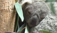 Baby Koala Sleeping Into 2023 😌