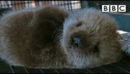 Welcome to the orphaned sea otter salon | Super Cute Animals - BBC