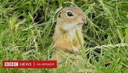 Koje su ugrožene i ranjive životinjske vrste u Srbiji i kako ih zaštititi - BBC News na srpskom