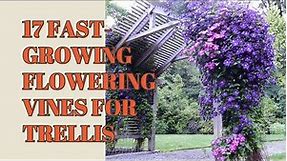 Fast-Growing Flowering Vines For Trellis | Climbing Flowering Vines | Flowering Vine Plants