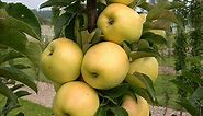 Golden Treat Urban Apple: Gurney's Fruit Trees