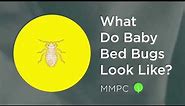 What do BABY BED BUGS Look Like? (How to Identify Bed Bug Nymphs)