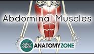 Muscles of the Anterior Abdominal Wall - 3D Anatomy Tutorial