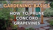 How to Prune Concord Grapevines