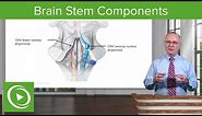 Brain Stem Components: Midbrain, Pons & Medulla Oblangata – Brain & Nervous System | Lecturio