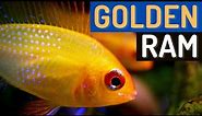 Gorgeous Gold Ram Cichlid: A Must-Have for Any Aquarium! (Mikrogeophagus Ramirezi var. ‘Gold’)