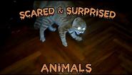 Scared Animals Compilation