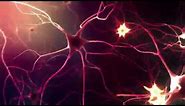 Neurons or Nerve cells