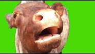 Angry Cow Moo Meme Green Screen