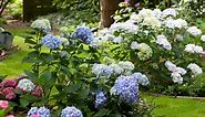 Best shrubs for shade – 13 options for full or partial shade