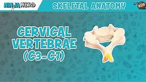 Cervical Vertebrae (C3-C7) Anatomy