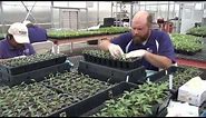 Tomato Grafting: The Process