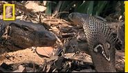 Cobra vs. Monitor Lizard | National Geographic