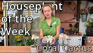 Coral Cactus - Houseplant of the Week