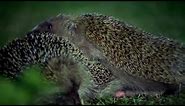 Hedgehogs Mating With Great Care | Life Of Mammals | BBC Earth
