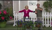 Cottage Farms 3-Piece Sapphire Indigo Groundcover Clematis on QVC