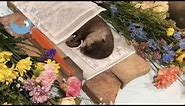 Otter Love Passed Away...