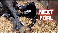 The birth of the next foal... Awesome!! | Friesian Horses