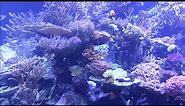 Atlantis marine world's 20,000 gallon reef