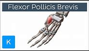 Flexor Pollicis Brevis Muscle - Origins & Function - Human Anatomy | Kenhub