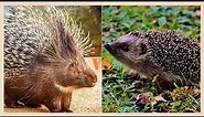 Porcupine vs hedgehog [sounds]. Differences between hedgehog and porcupine. 🔥