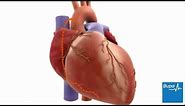 How coronary artery bypass graft (CABG) surgery is carried out