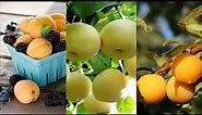 Best Hd Fruits Wallpapers 🍎🍎🍓🍓 | New | Part-04 | #fruitsphoto