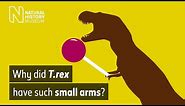 Why did T. rex have small arms? | Natural History Museum